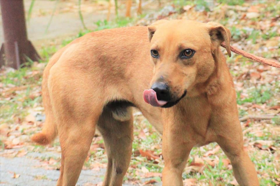 領養狗-黃色米克斯忠犬小巴