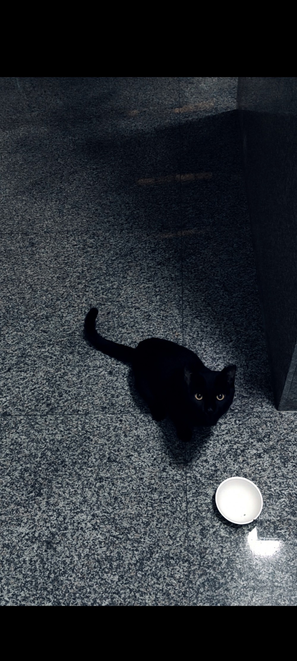 領養貓-小黑