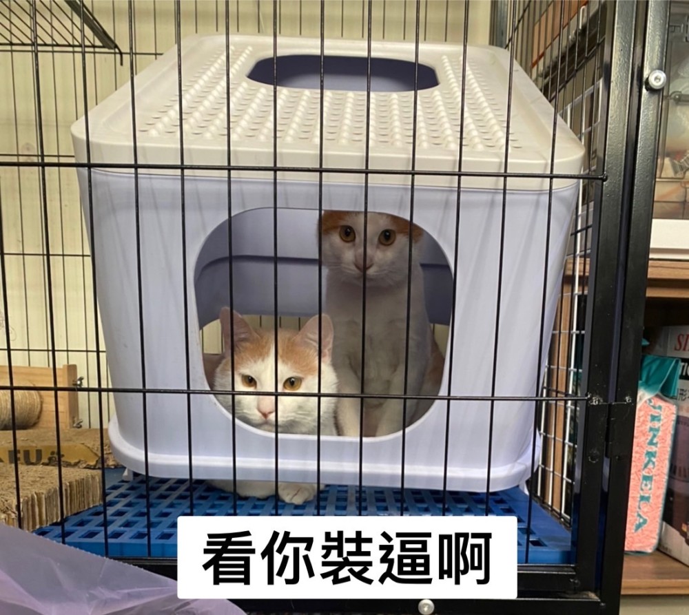 領養貓-哥哥