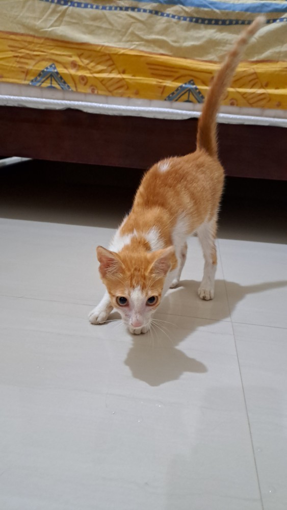 領養貓-小橘白