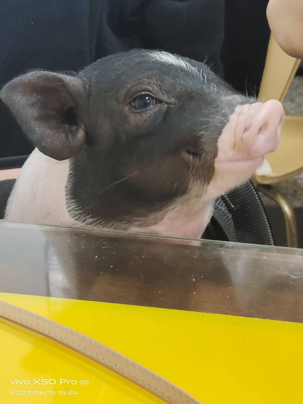 領養豬-小豬豬