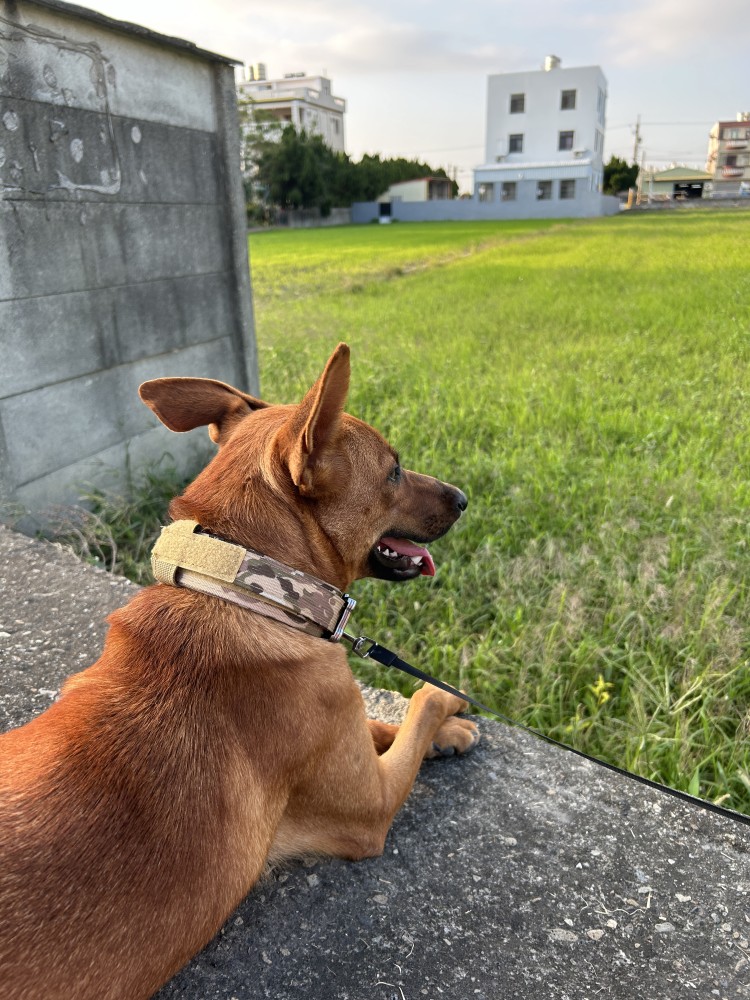 領養狗-阿肥