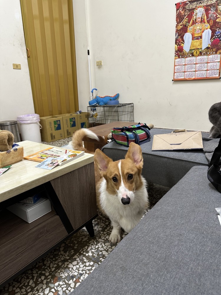 領養狗-QQ