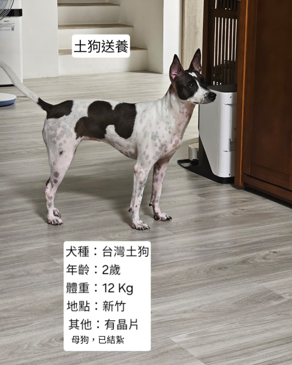 領養狗-嘟嘟