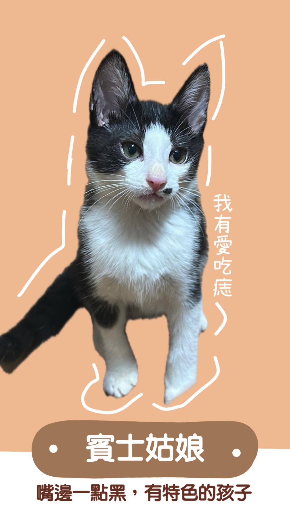 領養貓-三隻小姑娘
