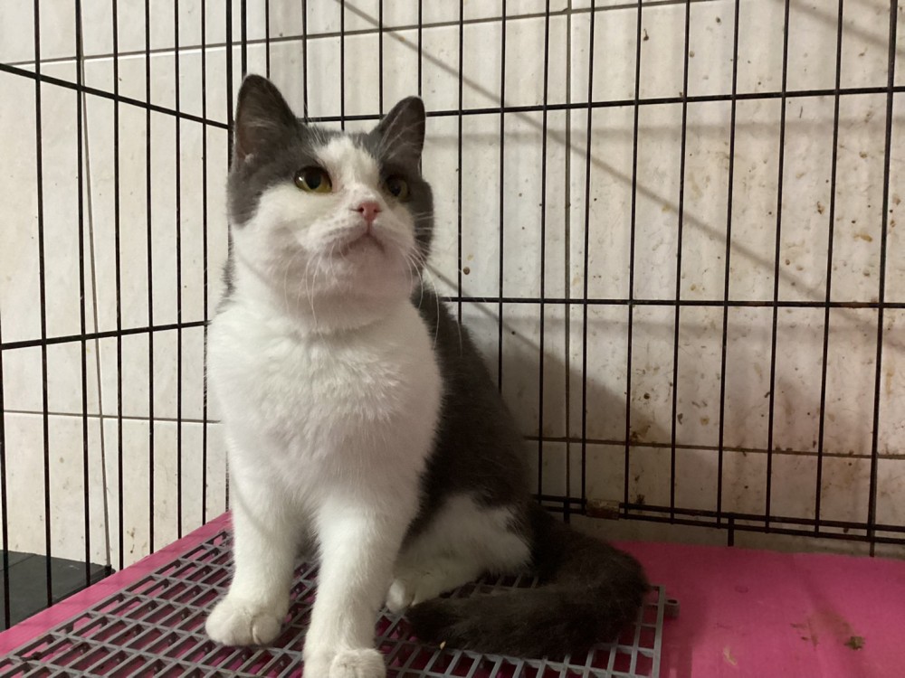 領養貓-白白