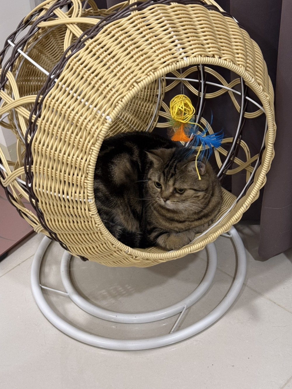 領養貓-咪咪