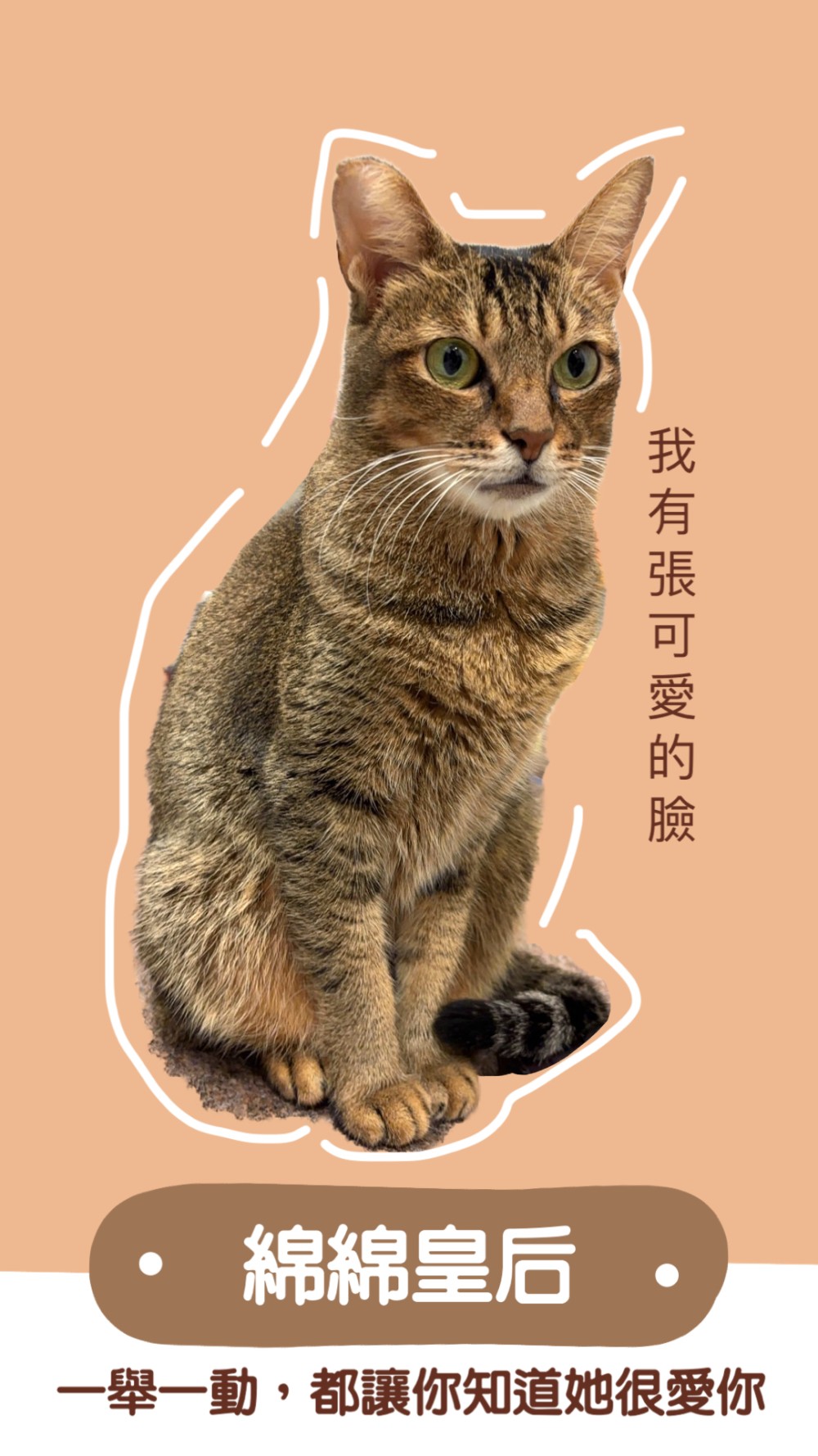 領養貓-綿綿