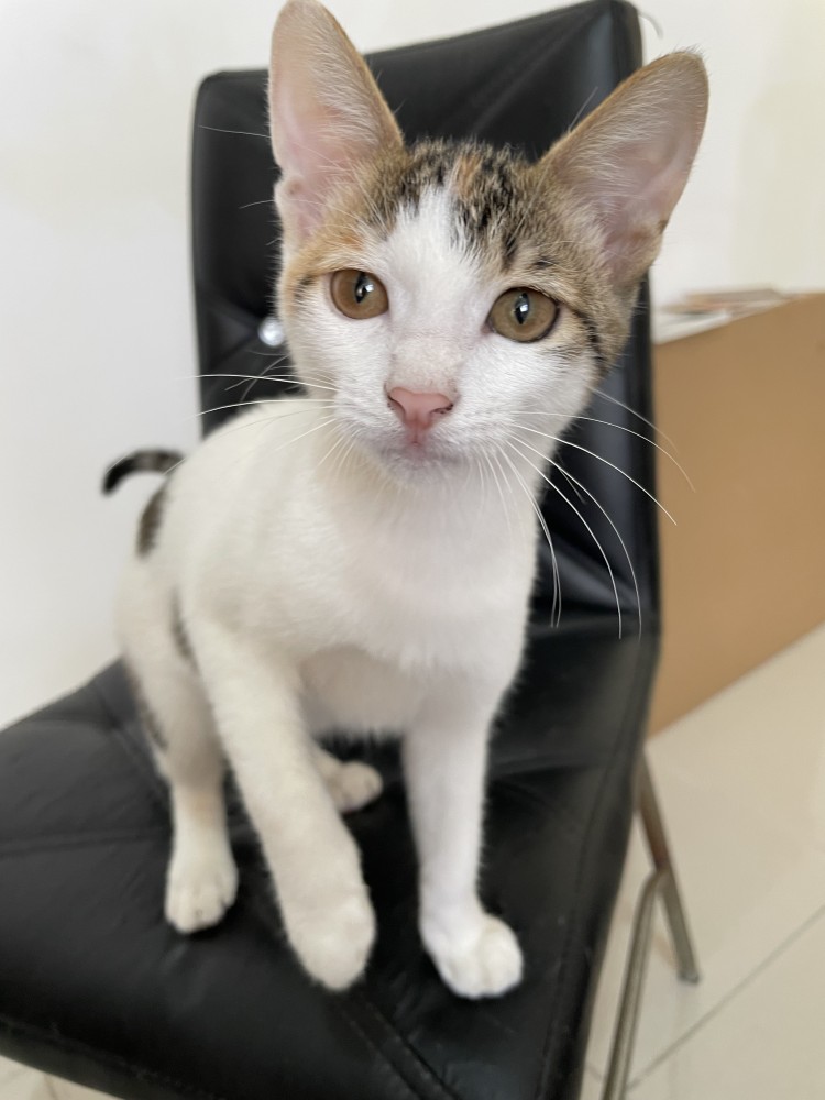 領養貓-A1