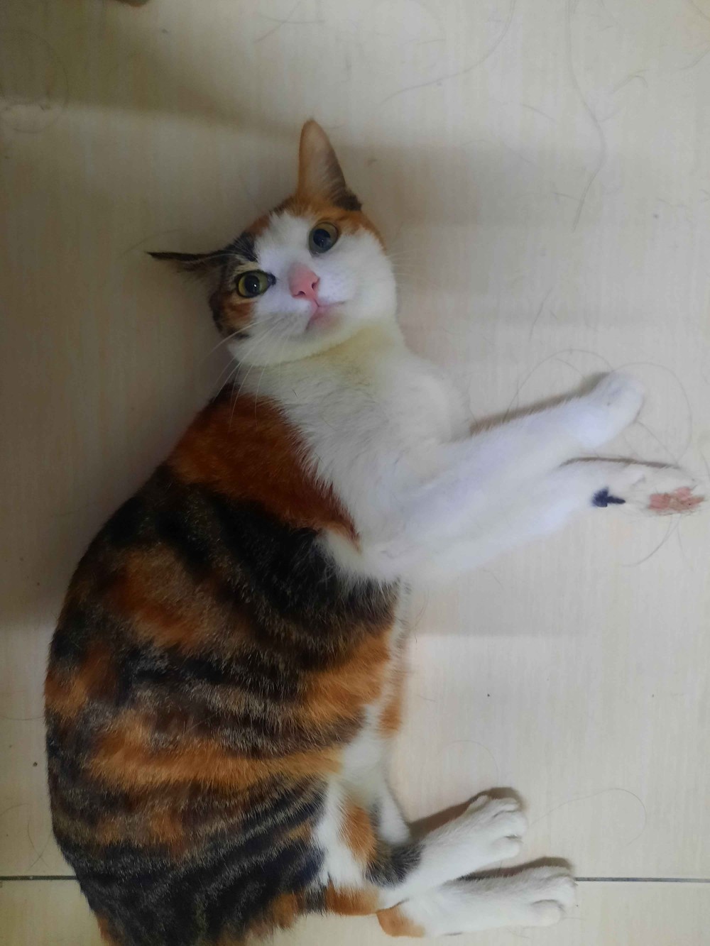 未命名(貓)的照片