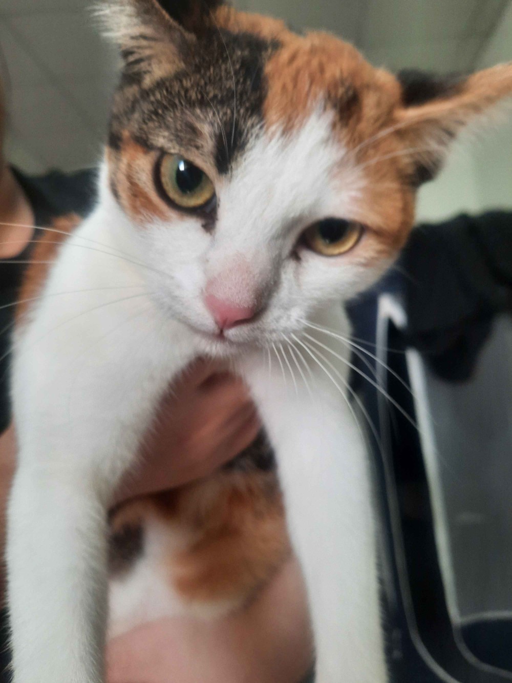 未命名(貓)的照片