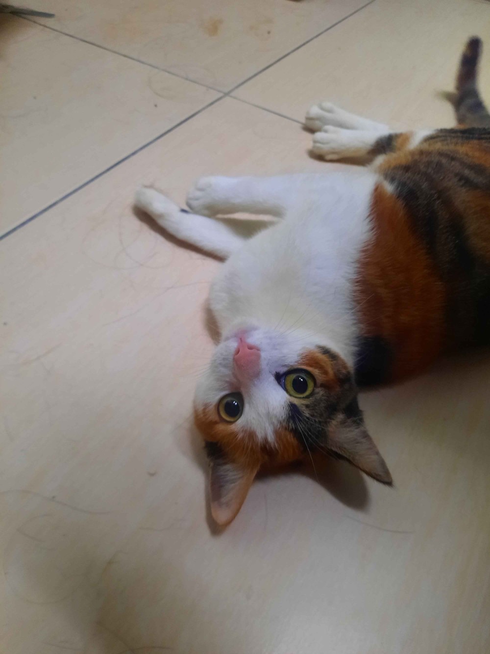 領養貓-未命名(貓)