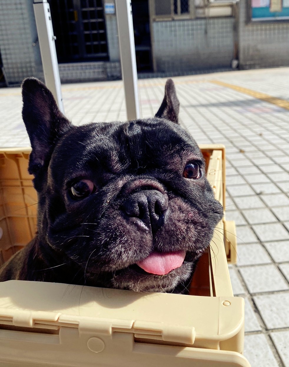 領養狗-比比(bibi)