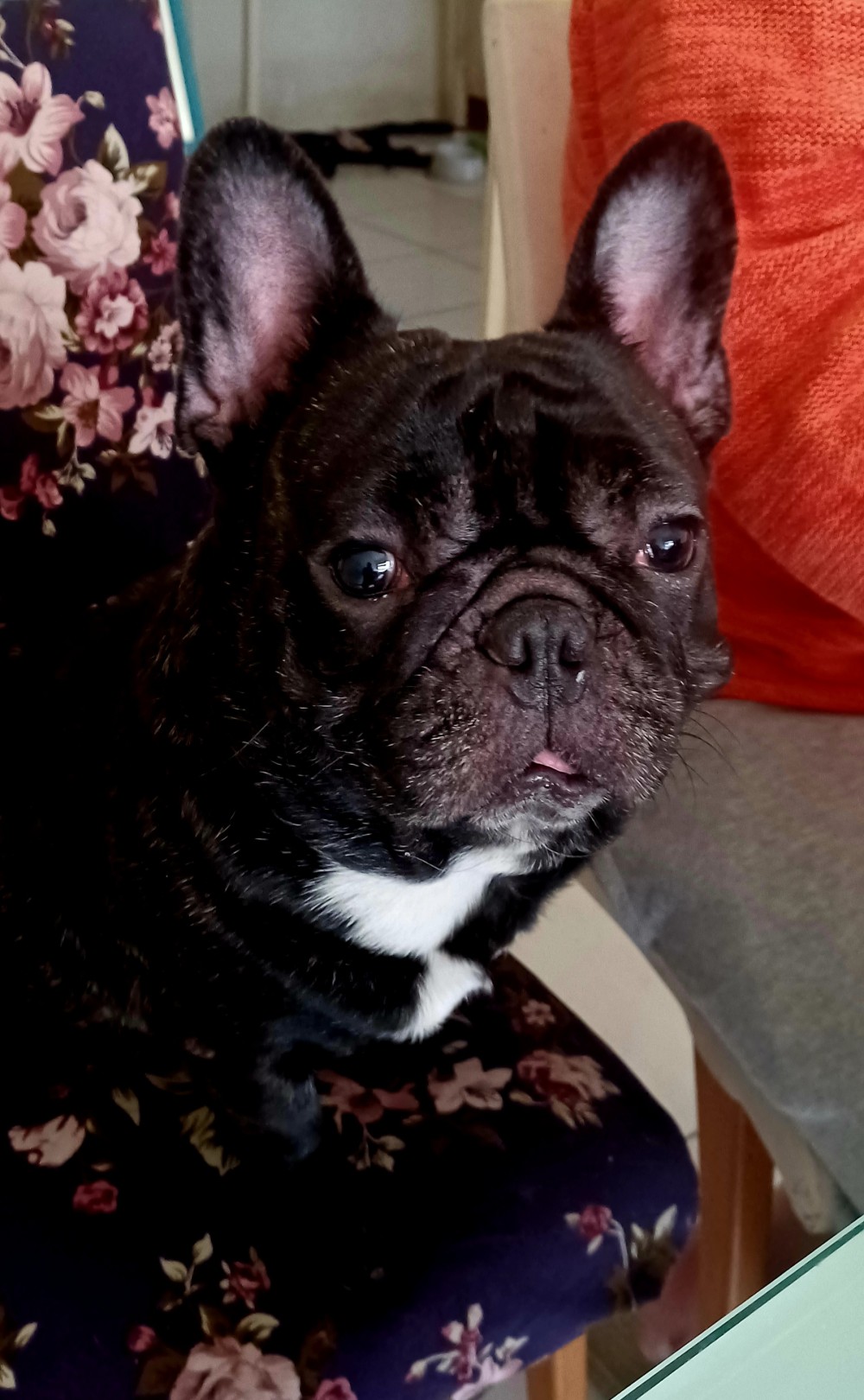 比比(bibi)的照片