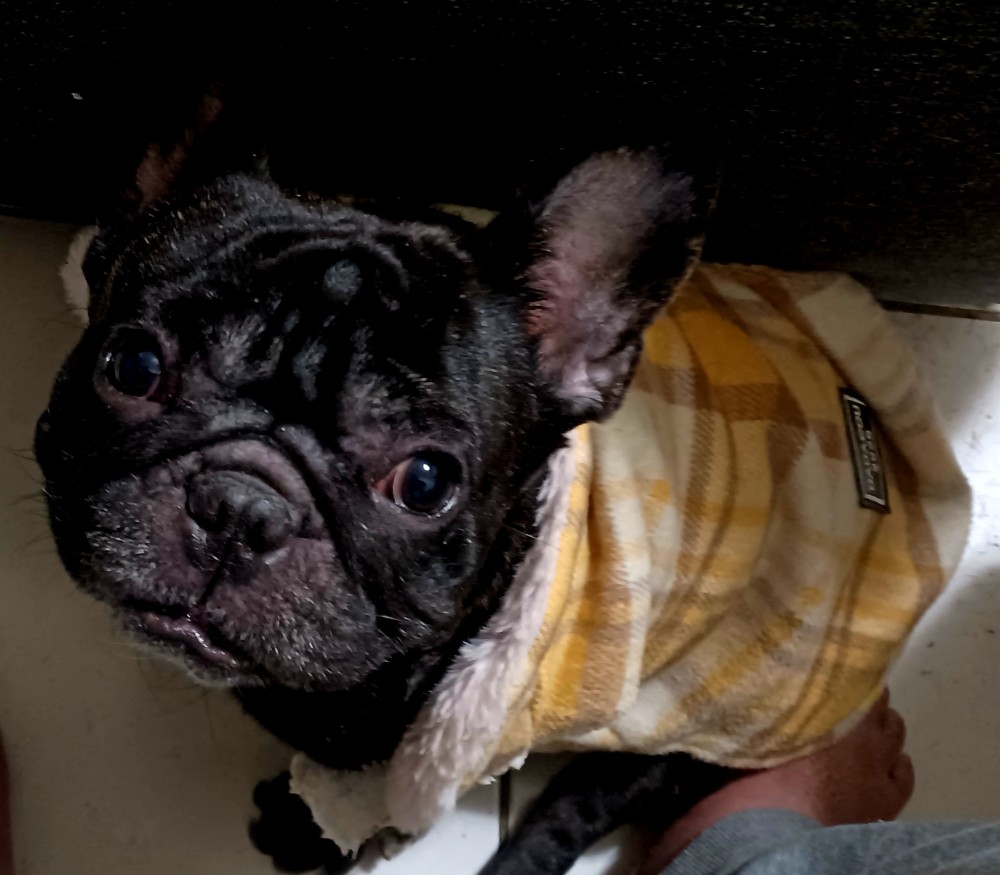 比比(bibi)的照片