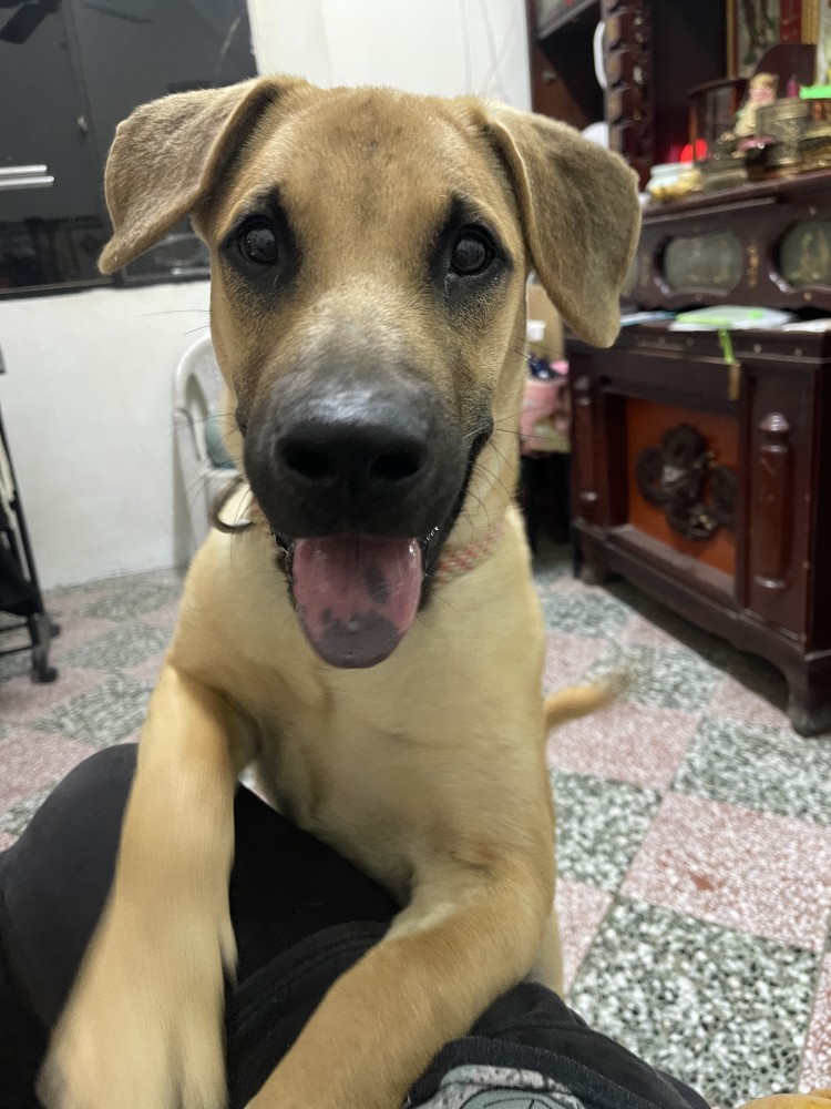 鐵鎚/鎚鎚的照片