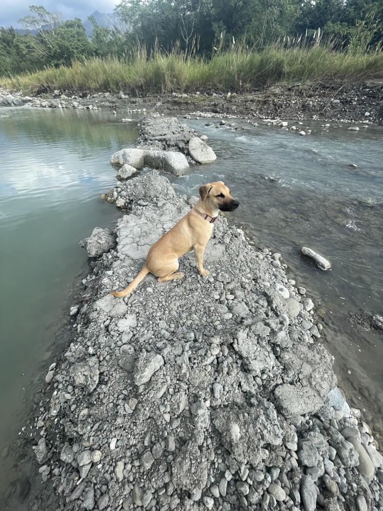 鐵鎚/鎚鎚的照片