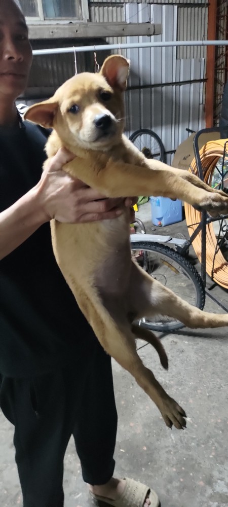 米嚕 (Miru)的照片