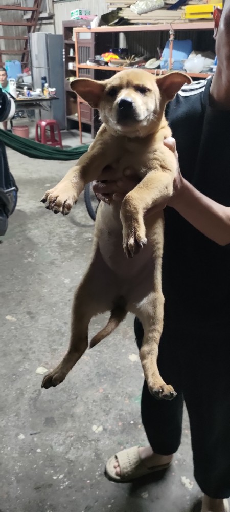 米嚕 (Miru)的照片