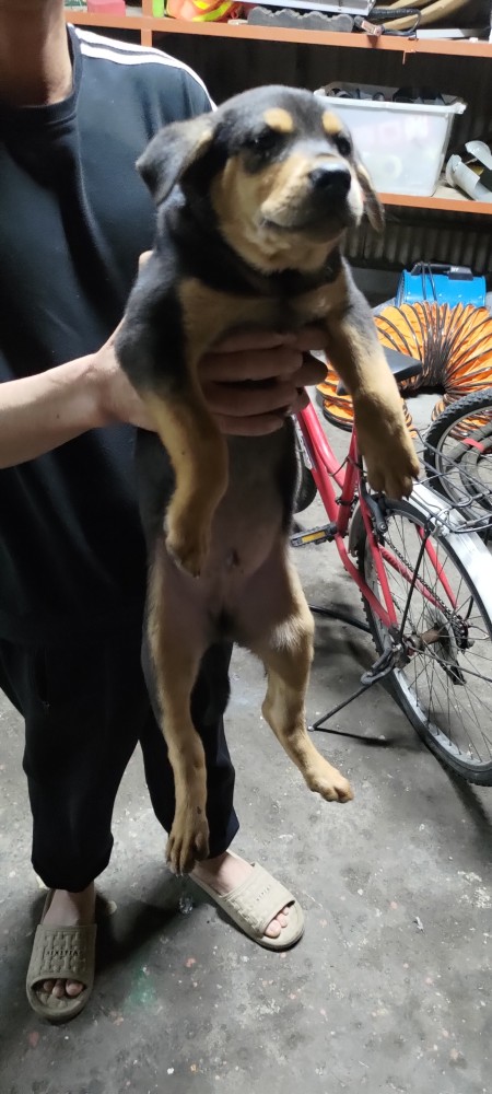 黑嚕(Heru)的照片