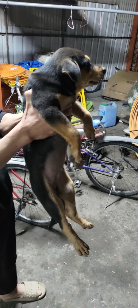 黑嚕(Heru)的照片