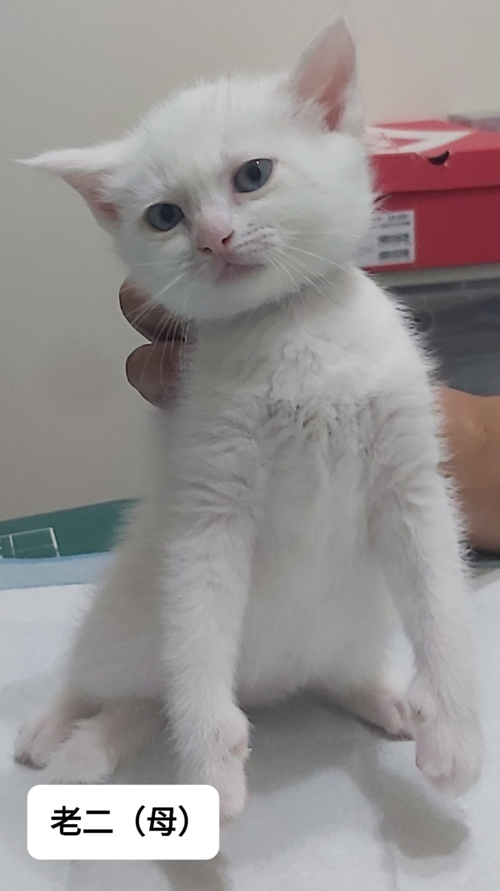 剛出生幼貓的照片