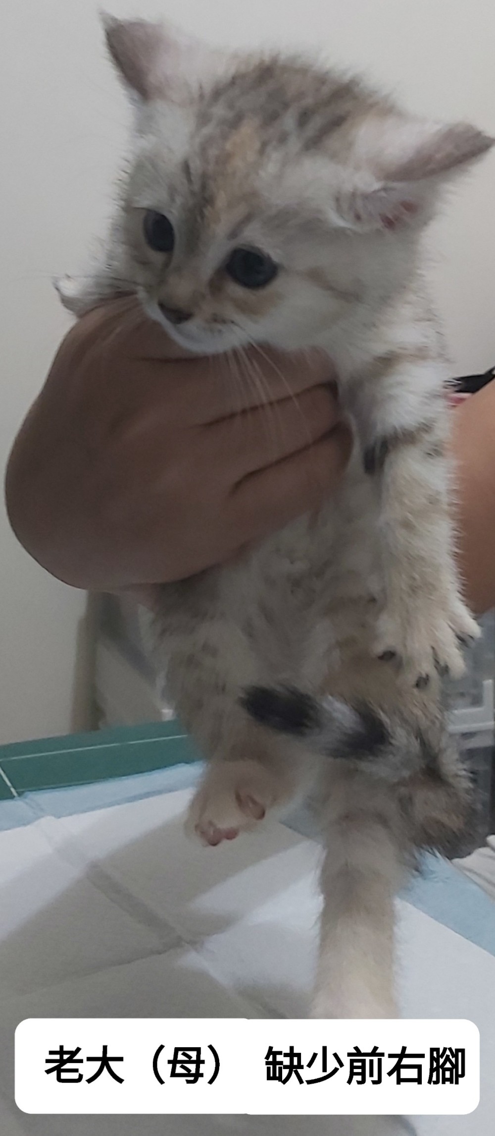 剛出生幼貓的照片