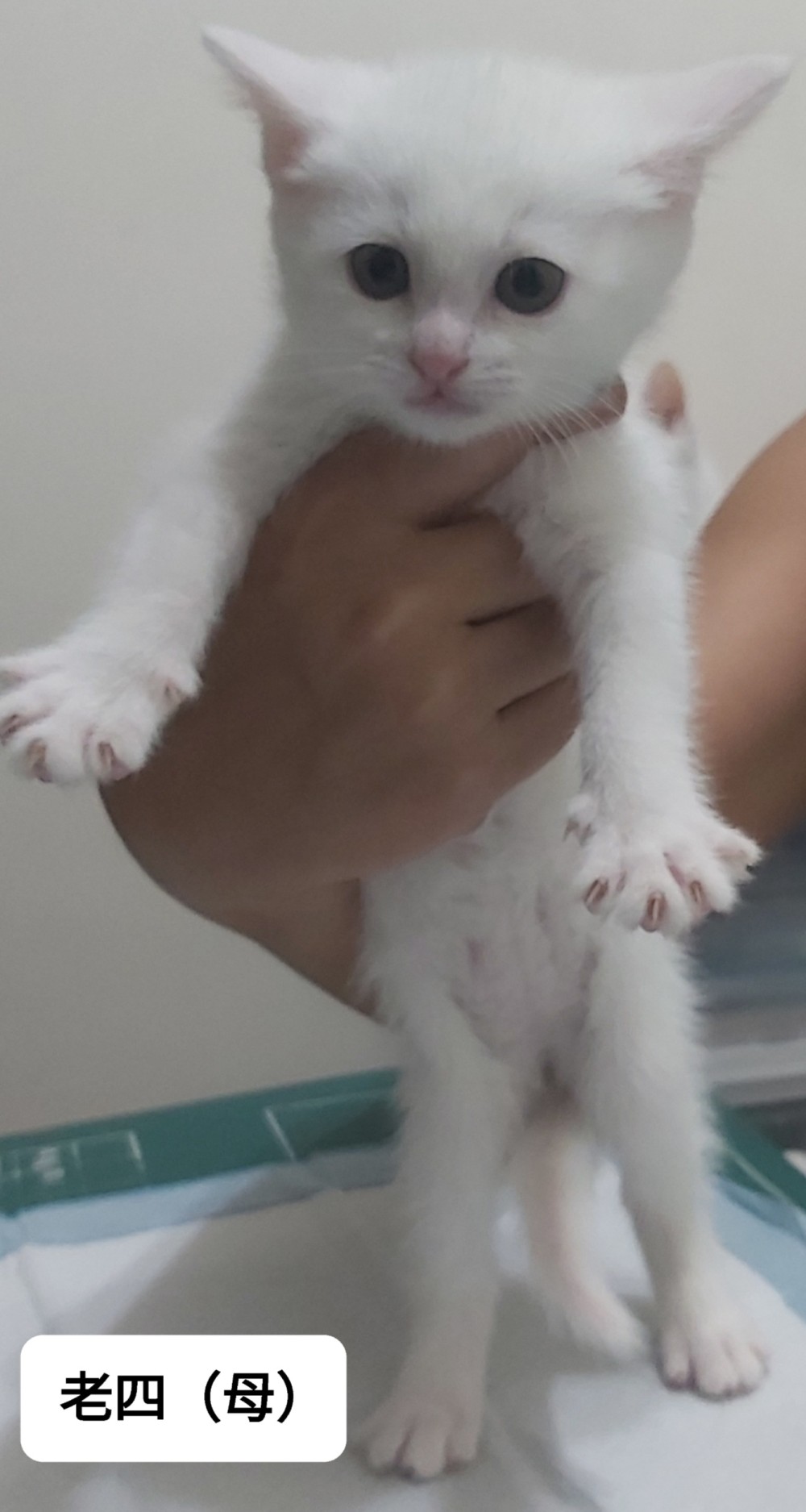 剛出生幼貓的照片