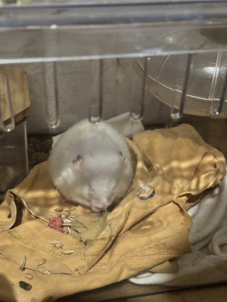 麻糬/小胖的照片