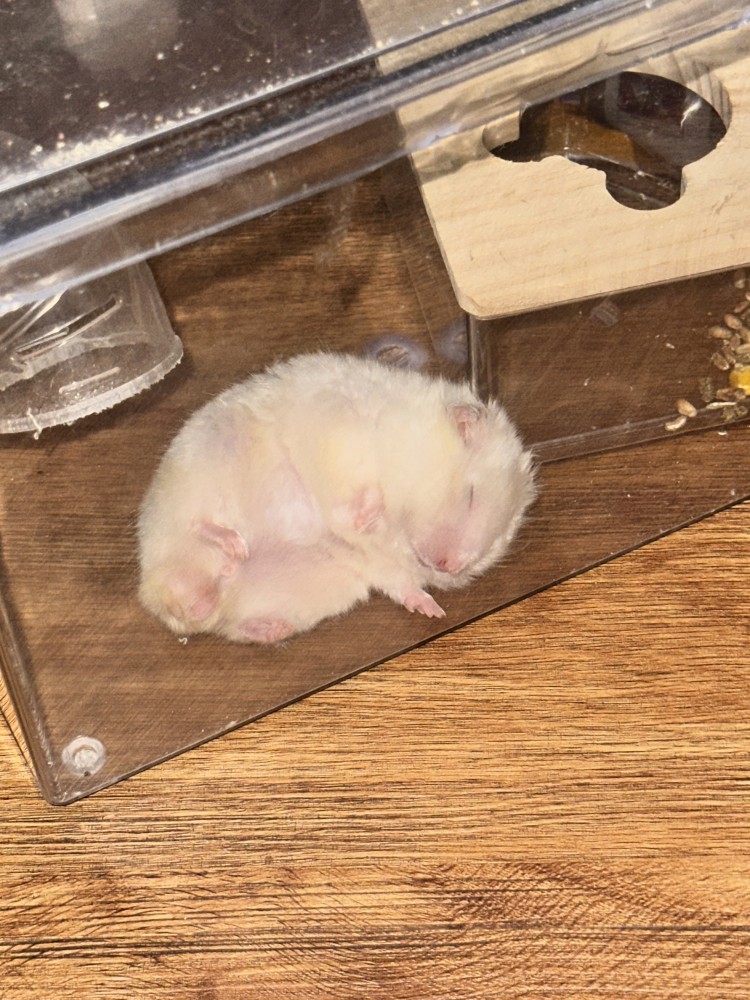 麻糬/小胖的照片