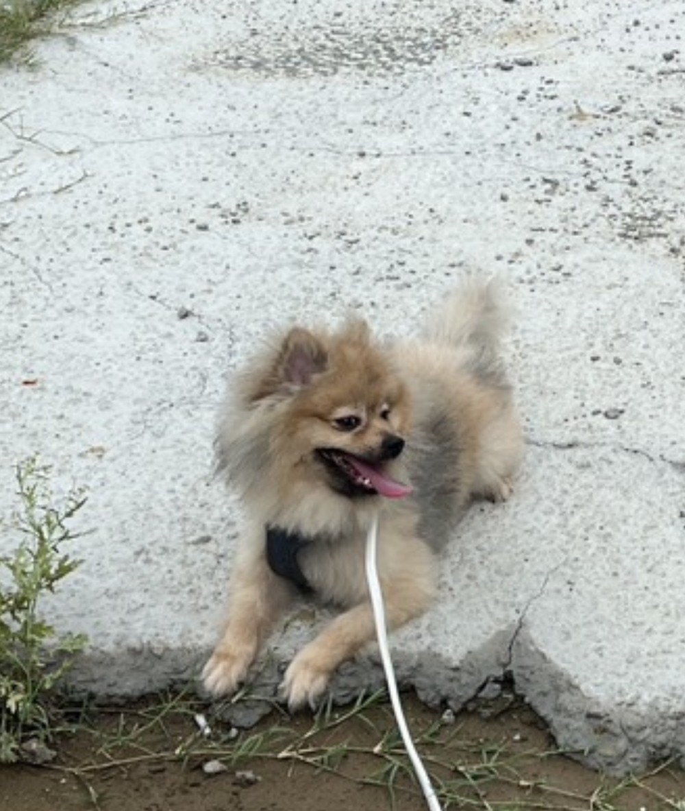 憨吉的照片