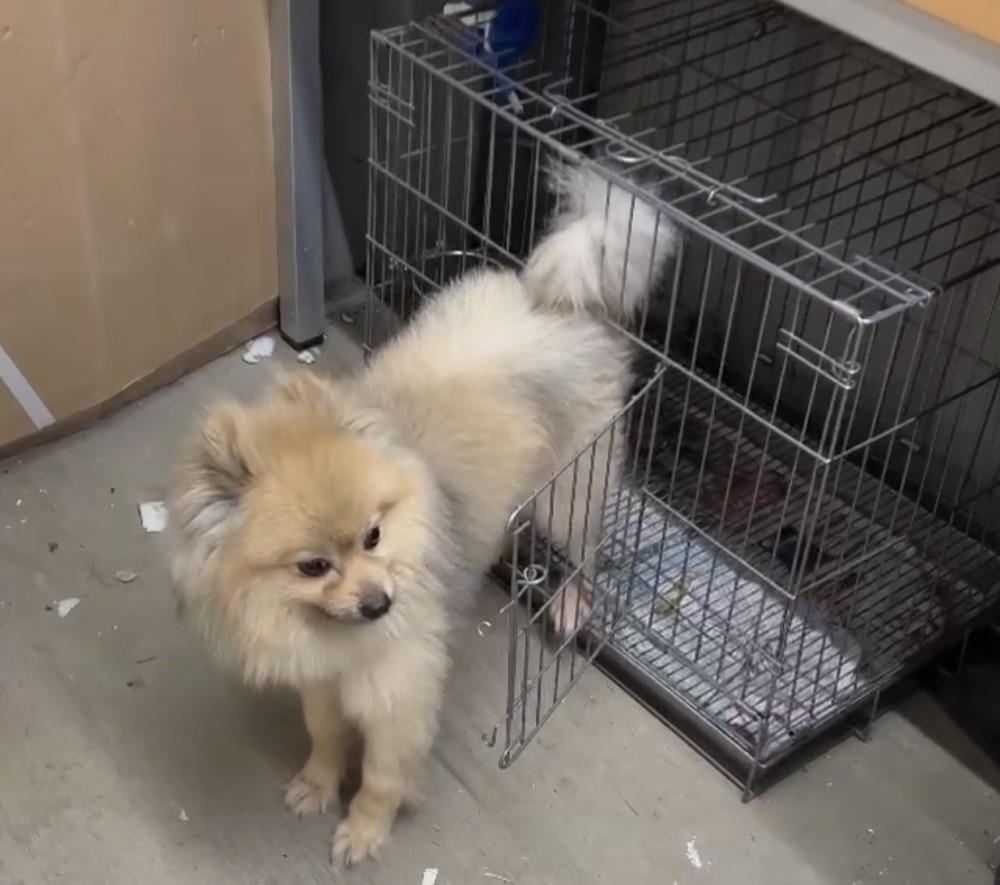 憨吉的照片