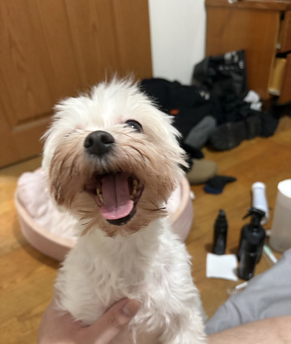 Q比的照片
