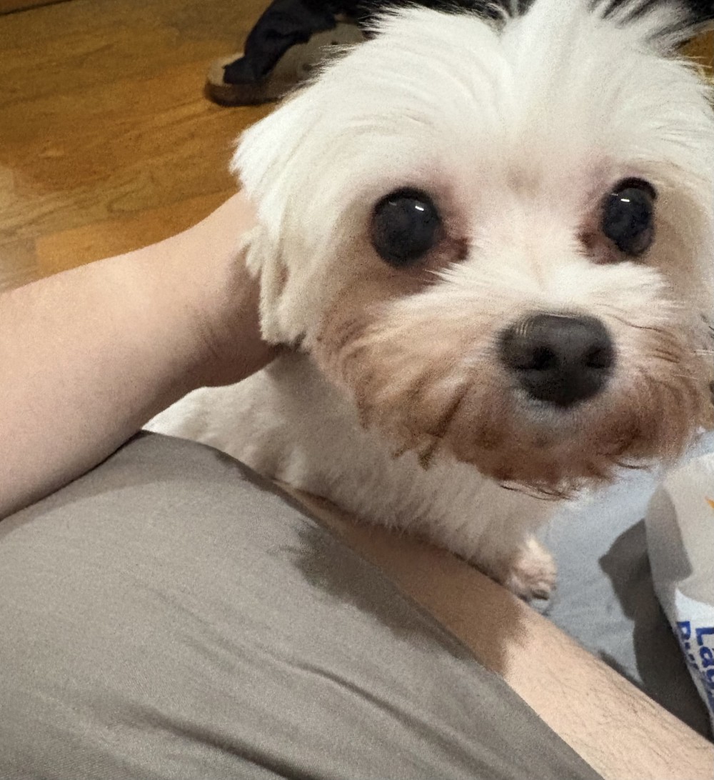 Q比的照片