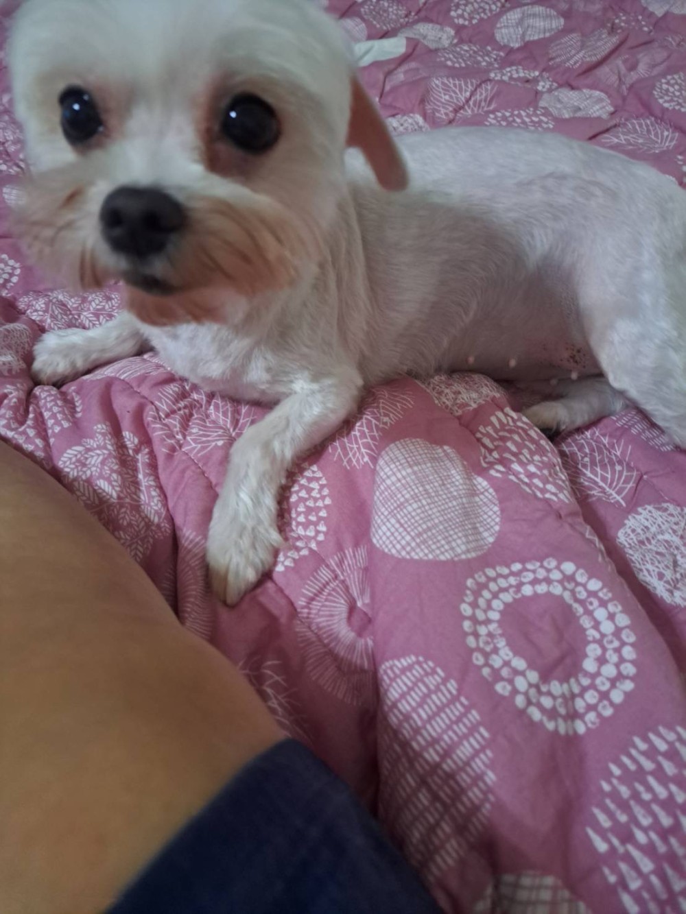 Q比的照片