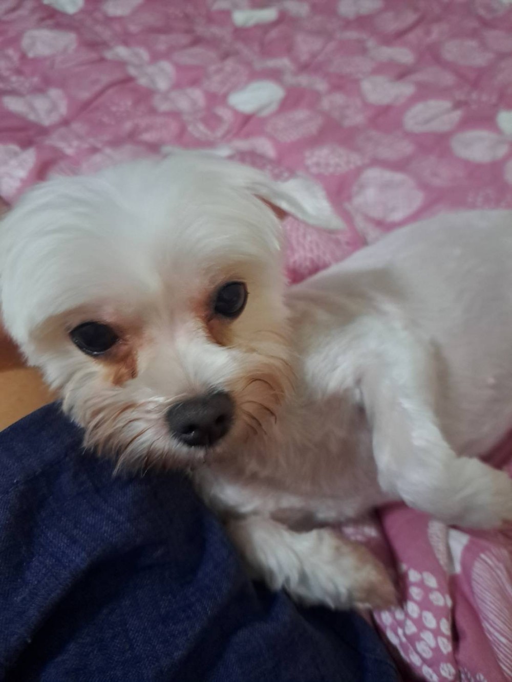 Q比的照片
