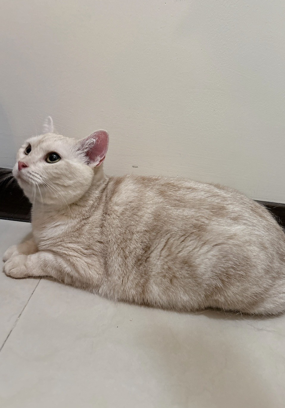Hana的照片