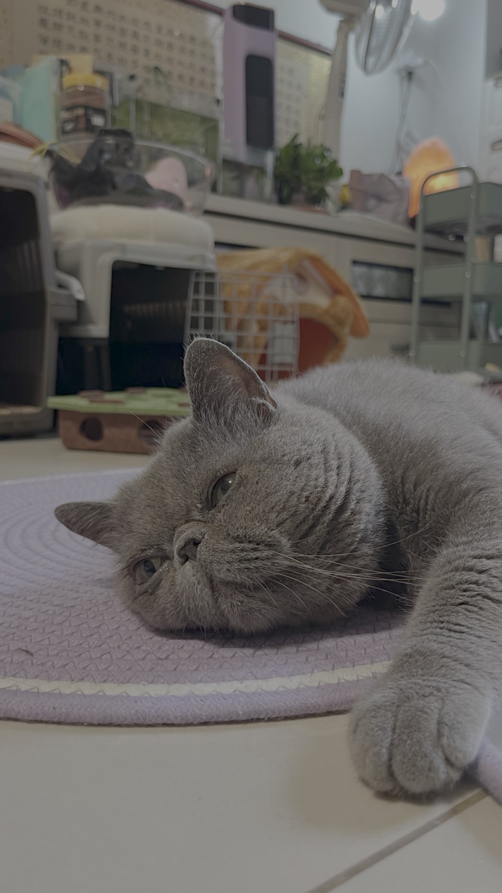 錢錢的照片