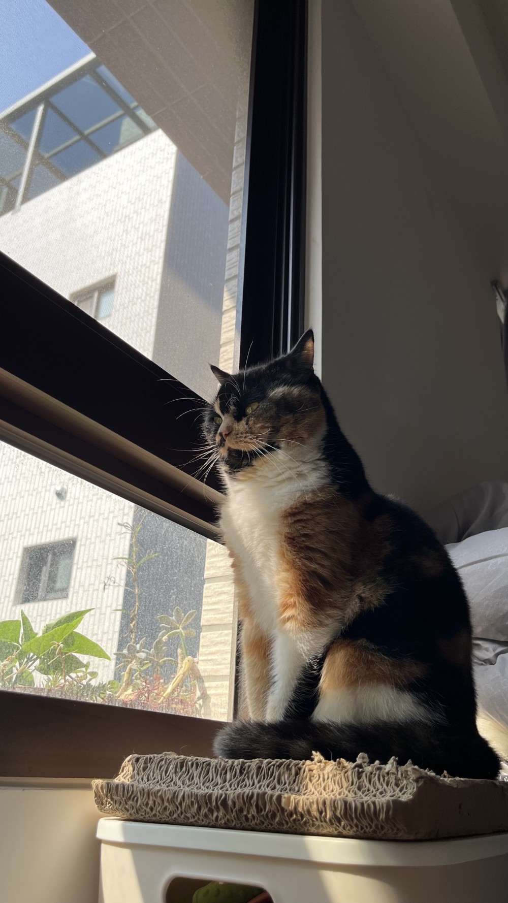 滿滿的照片