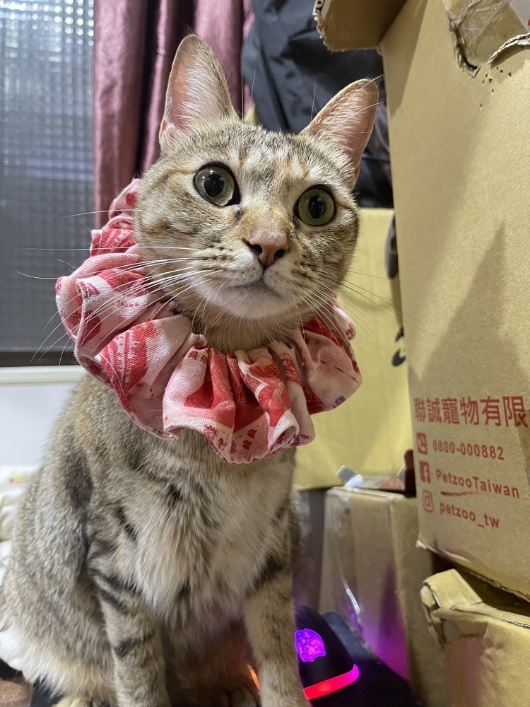 拉菲的照片