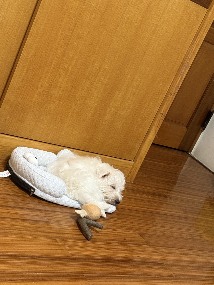 Haru的照片