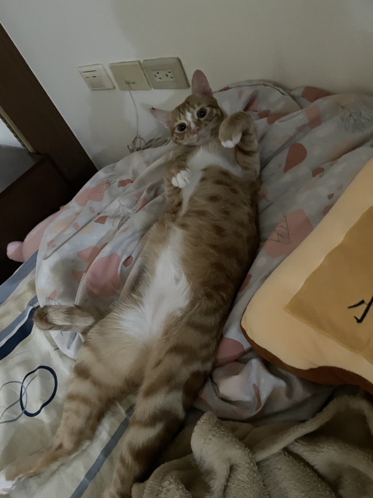 吐司的照片
