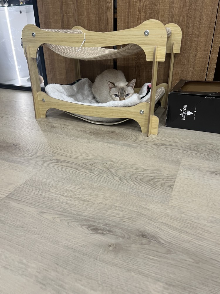 梅粉的照片