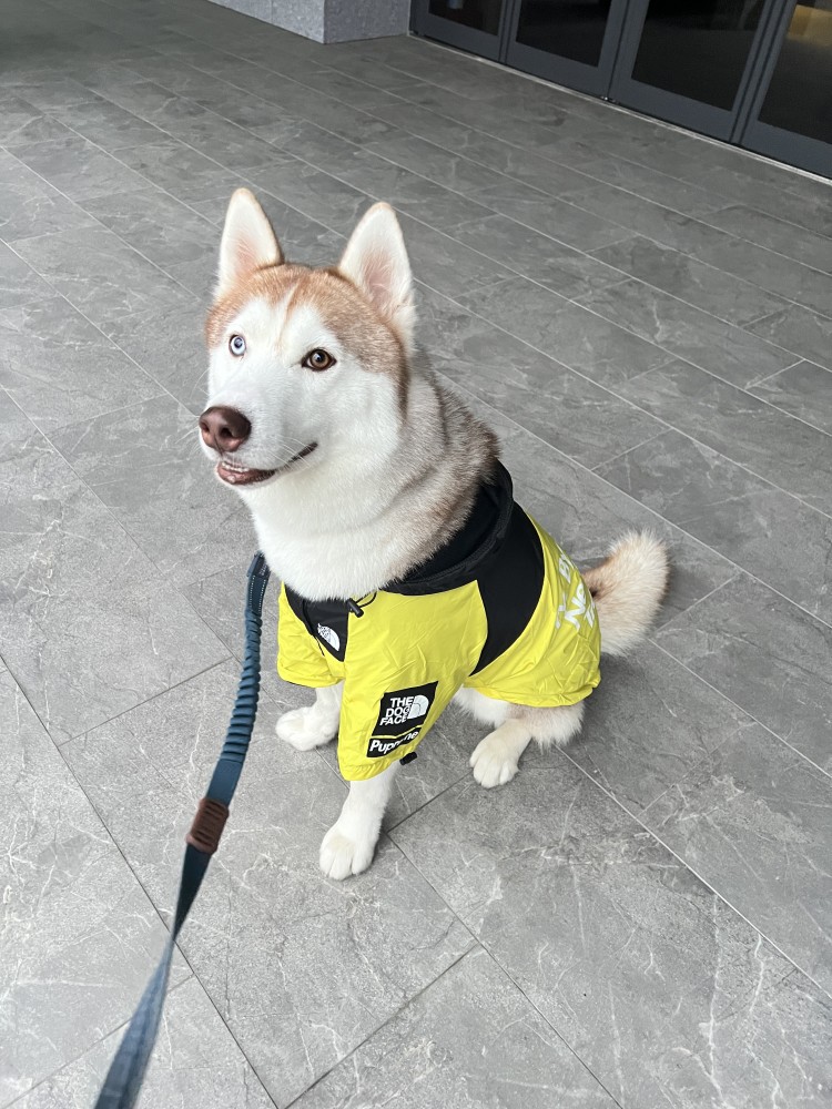 Duke阿杜的照片