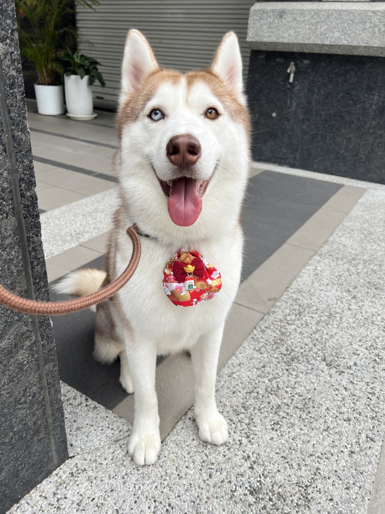Duke阿杜的照片