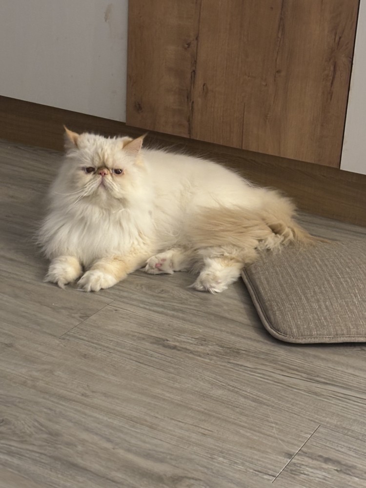優咪的照片