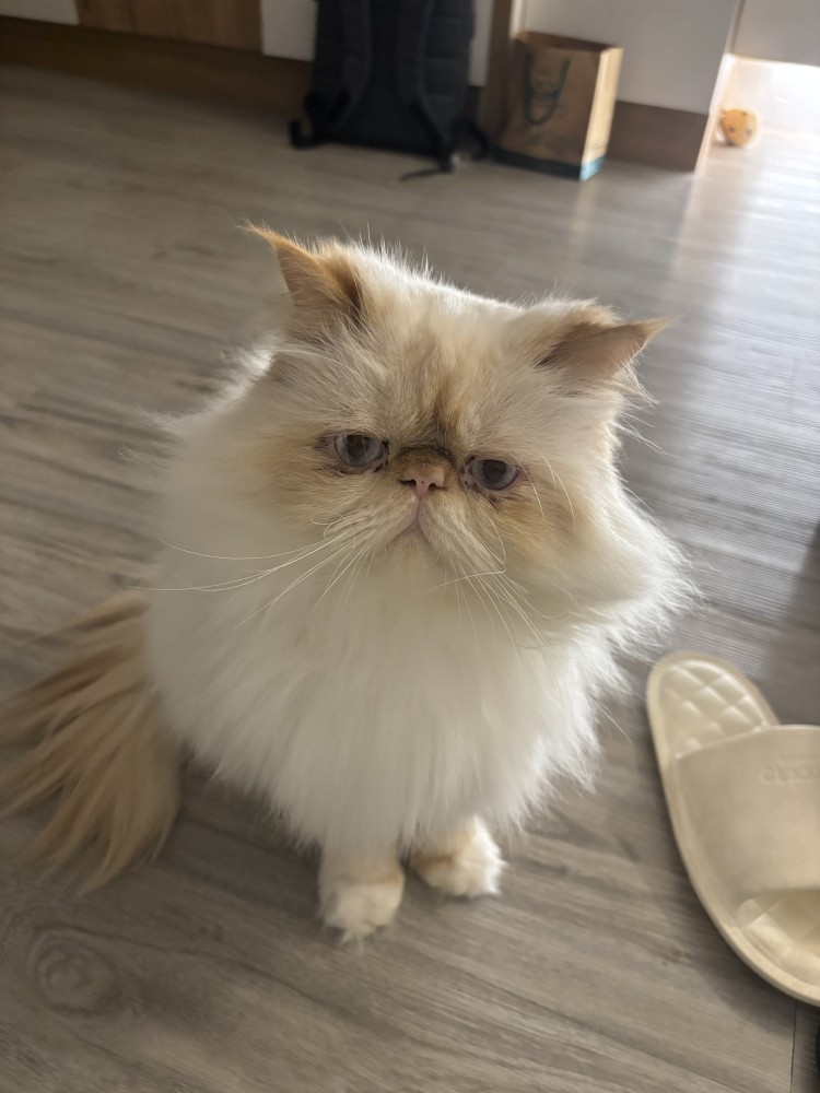 優咪的照片