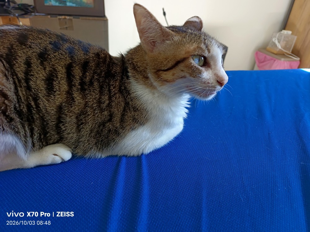 小咪的照片
