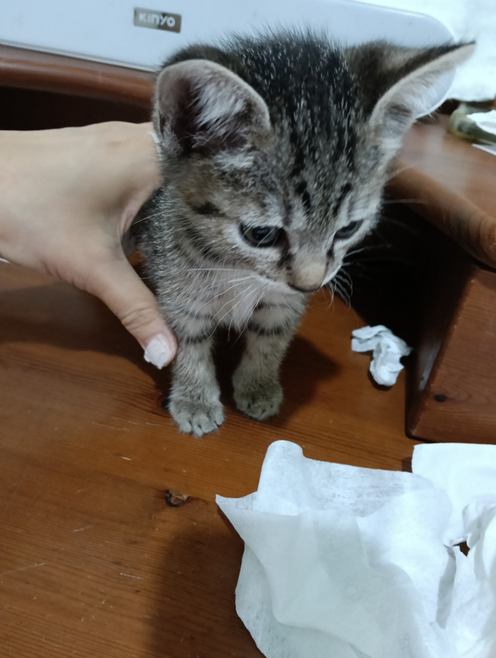 叮噹的照片