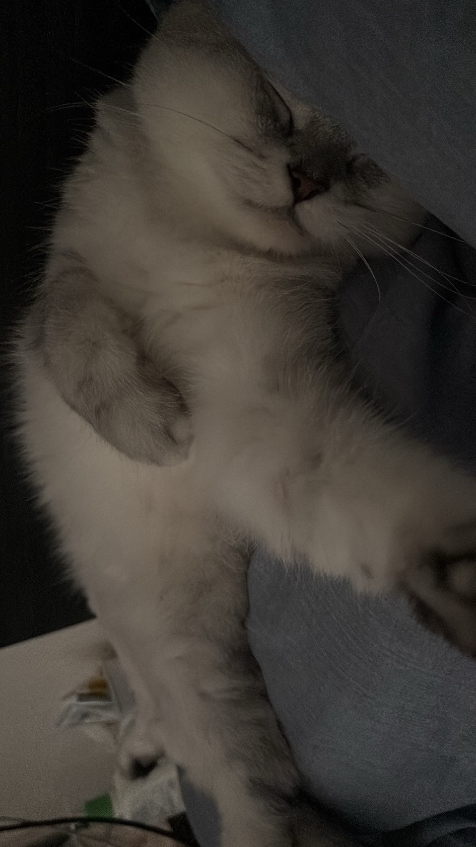 kila的照片